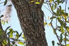 Yellow-bellied Sapsucker VII 2-4-25