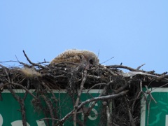 Juvenile Great Horned Owl 2-4-24