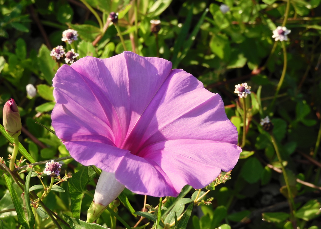 Saltmarsh Morning-Glory I 8-6-23