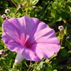 Saltmarsh Morning-Glory I 8-6-23