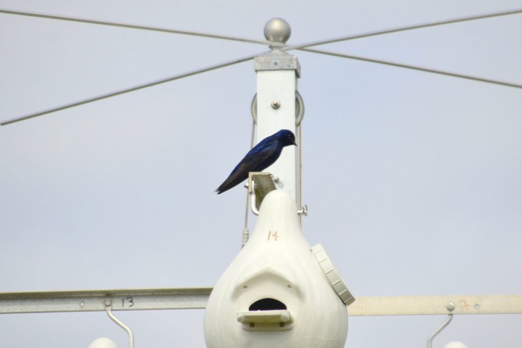 Male Purple Martin II 1-24-23