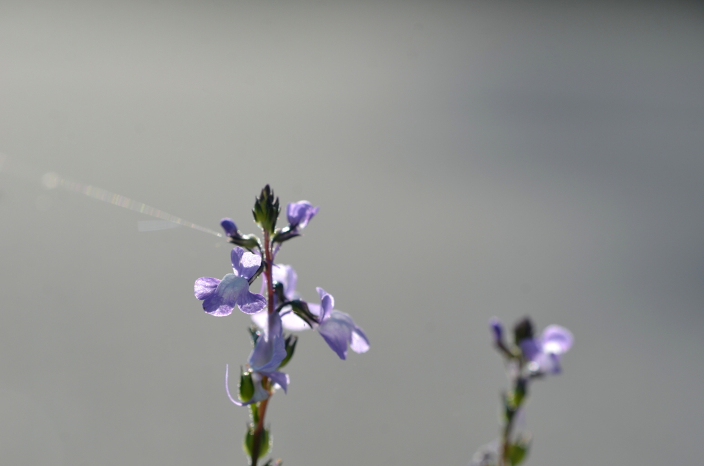 Linaria canadensis I 3-1-25