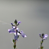 Linaria canadensis I 3-1-25