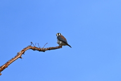 American Kestrel IV 10-27-24