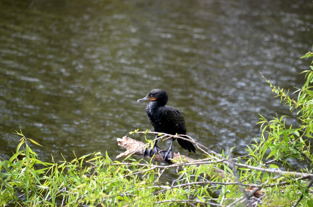 Double-Crested Cormorant II 1-24-23