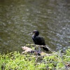 Double-Crested Cormorant II 1-24-23