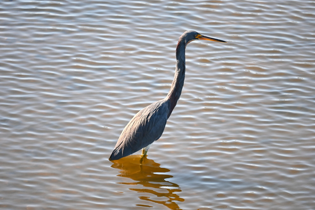 背伸び　11-18-25