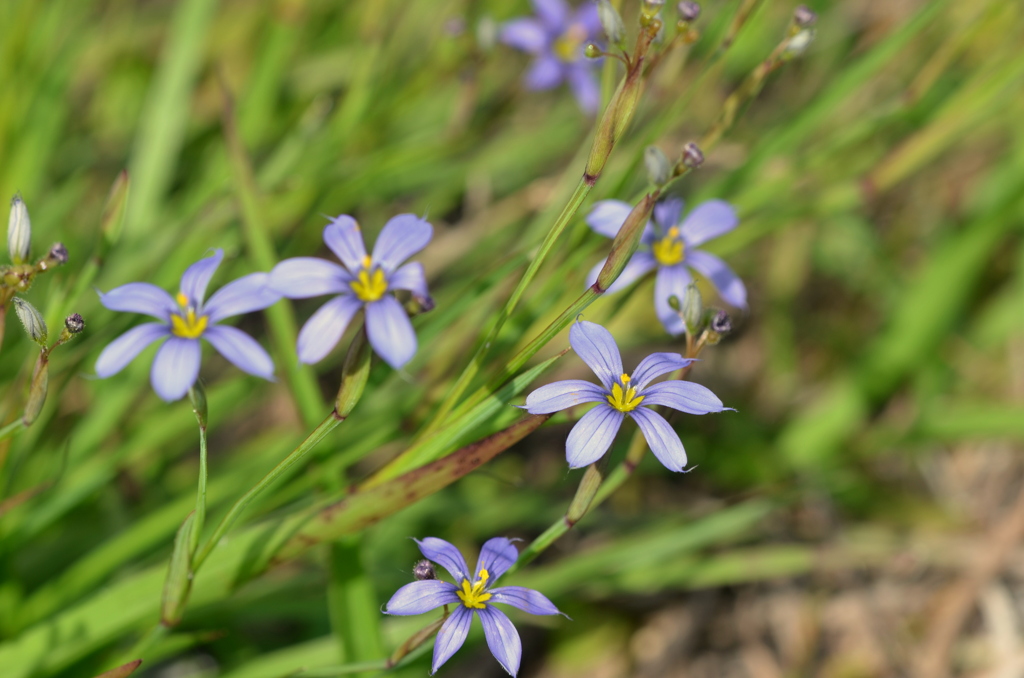 Narrowleaf Blue-Eyed Grass II 3-5-24