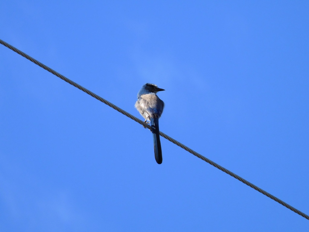 Florida Scrub Jay II 2-14-23