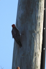 Two Red-bellied Woodpeckers 8-6-23