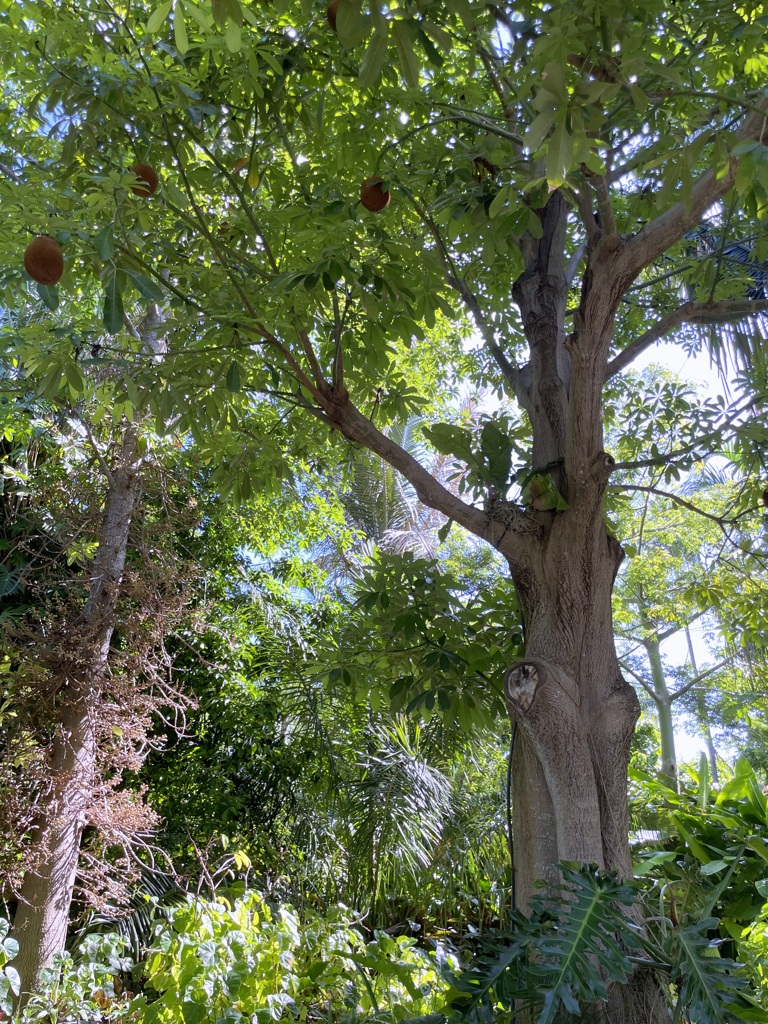 Pachira aquatica 7-17-25