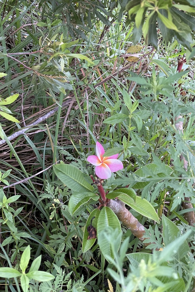 野良プルメリア　6-21-23