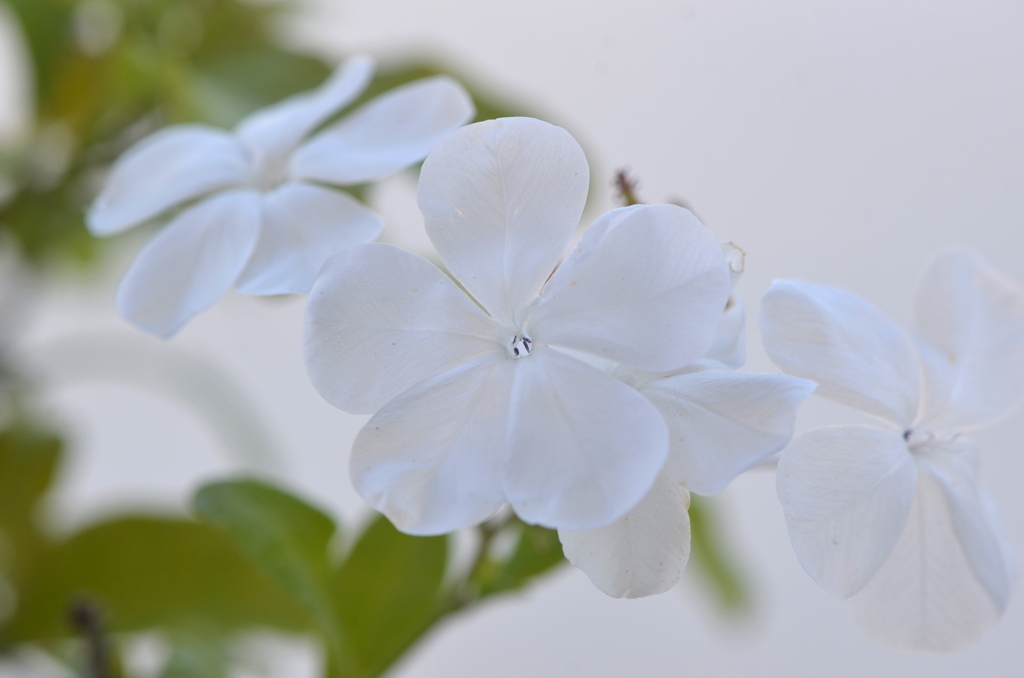 Plumbago auriculata Alba 2-24-23