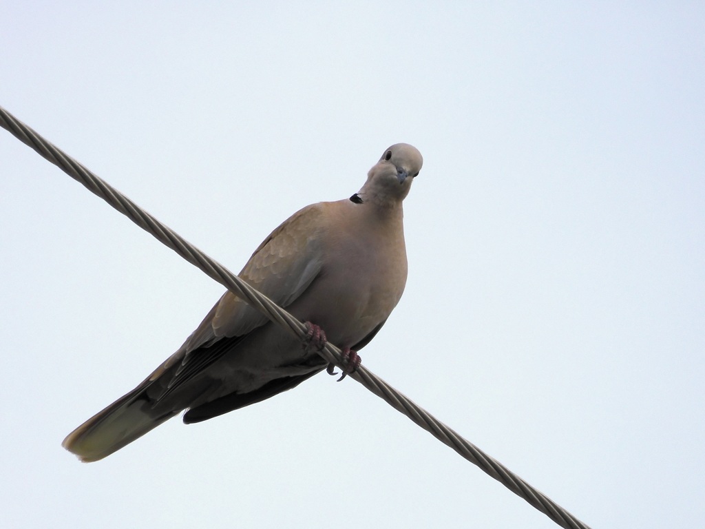 Eurasian Collared Dove IV 9-24-23
