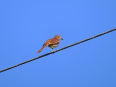 Brown Thrasher III 10-15-23