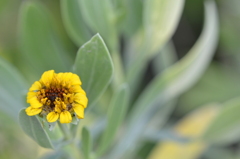 Bushy Seaside Oxeye I 5-10-23