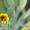 Bushy Seaside Oxeye I 5-10-23