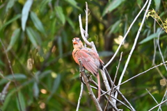 Juvenile Northern Cardinal　7-9-25