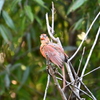 Juvenile Northern Cardinal　7-9-25