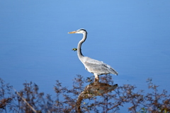 Great Blue Heron 11-18-25
