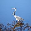 Great Blue Heron 11-18-25