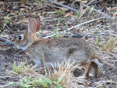 Eastern Cottontail I 7-16-23