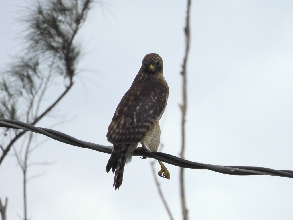 Red Shoulder Hawk II 11-26-23