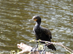 Double-Crested Cormorant I 1-24-23