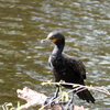 Double-Crested Cormorant I 1-24-23