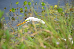 Great Egret Hunting IV 3-5-24