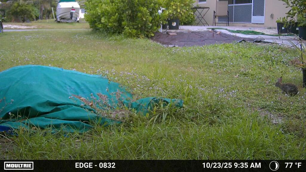 朝のうさぎ  10-23-25