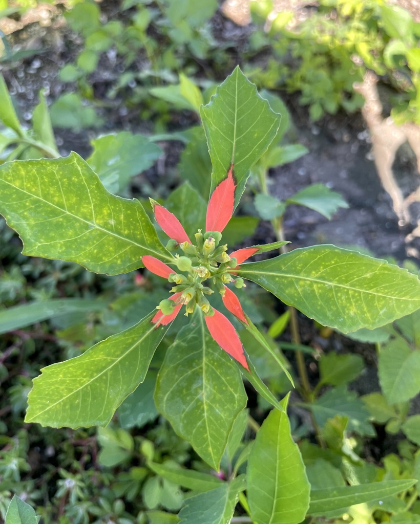 Wild Poinsettia II 4-6-23