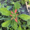 Wild Poinsettia II 4-6-23