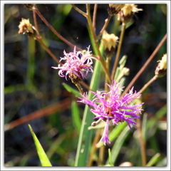 Blodgett's Ironweed 8-5-23