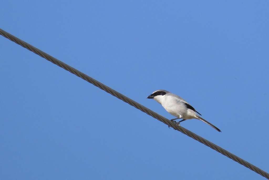 Loggerhead Shrike 2-23-23