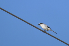 Loggerhead Shrike 2-23-23
