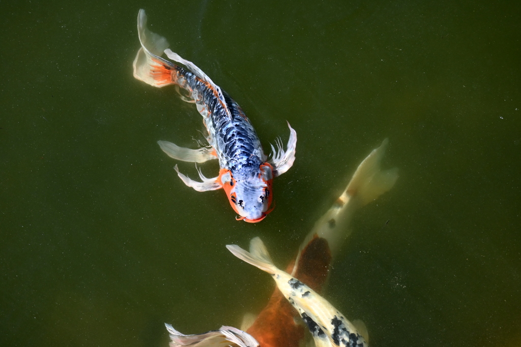 カッコいい柄　12-16-25