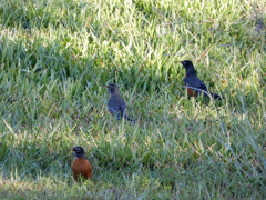 Three American Robins 1-11-23