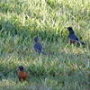 Three American Robins 1-11-23