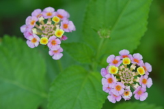 Lantana strigocamara II 7-9-25