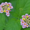 Lantana strigocamara II 7-9-25