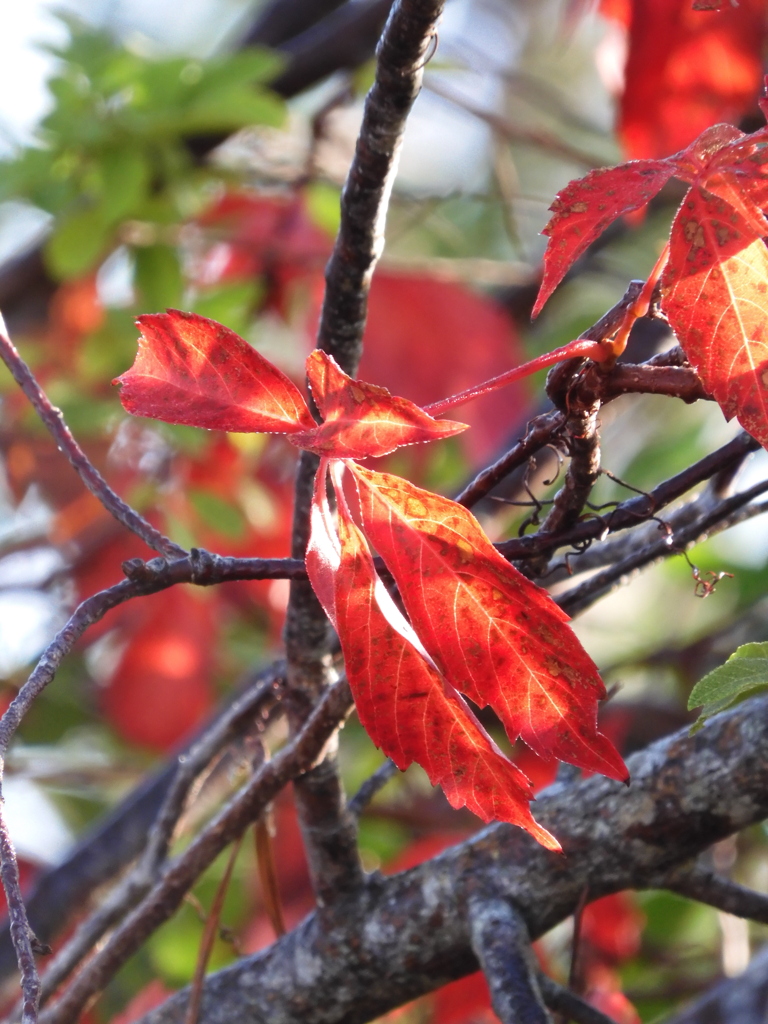 Virginia creeper I 12-31-22