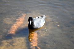 きりっと　11-18-25