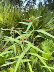 Euphorbia cyathophora III 8-20-25
