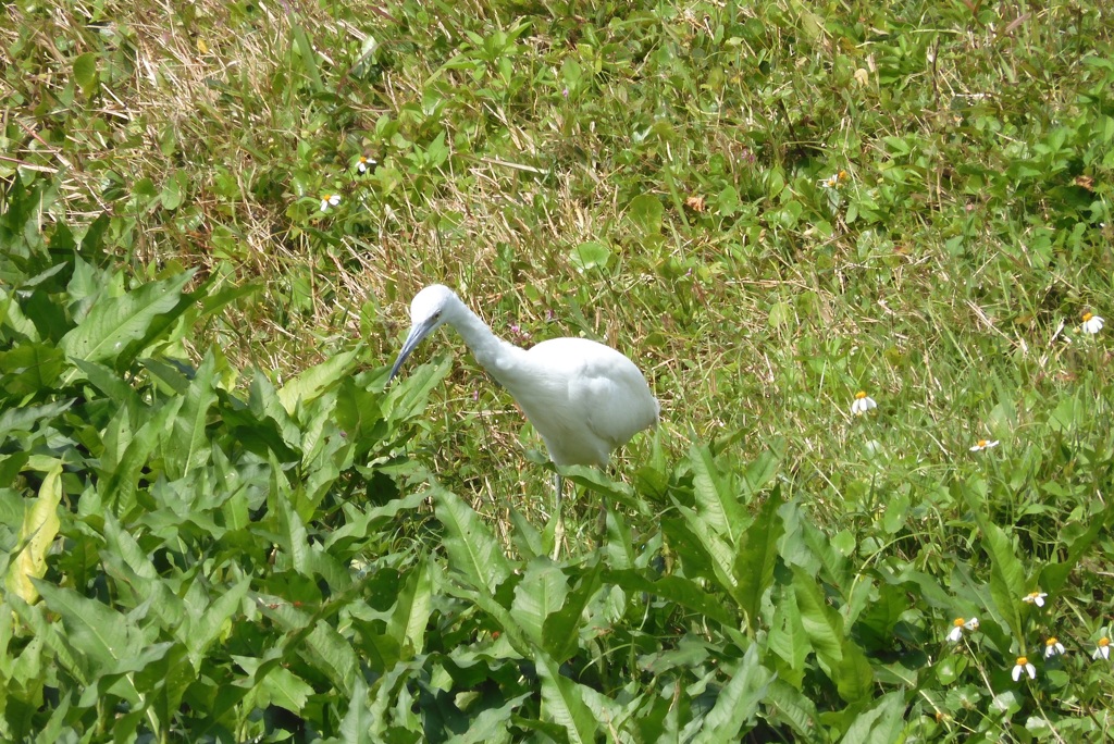 Young Little Blue Heron I 3-5-24