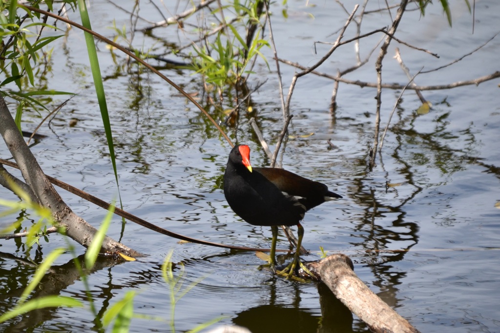 Common Gallinule I 3-5-24