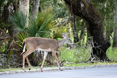 In the Woods  10-15-25