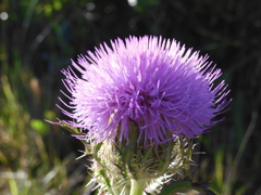 Bull Thistle I 3-22-23