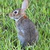 Eastern Cottontail III 7-30-23