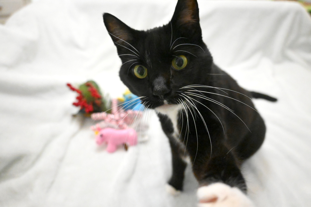 カリカリちょうだい　12-30-25